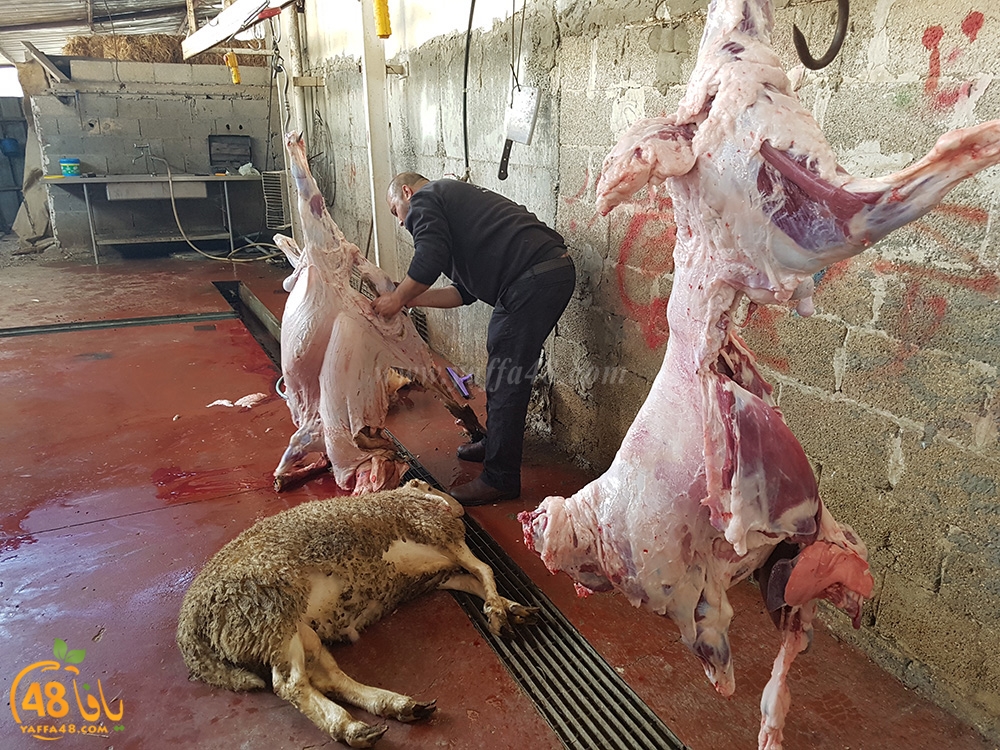 dab7 kharoof jam3iya (14).jpg